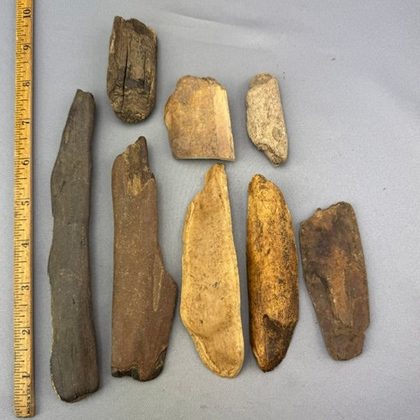 Fossil Walrus Ivory Tusk Pcs Lot B