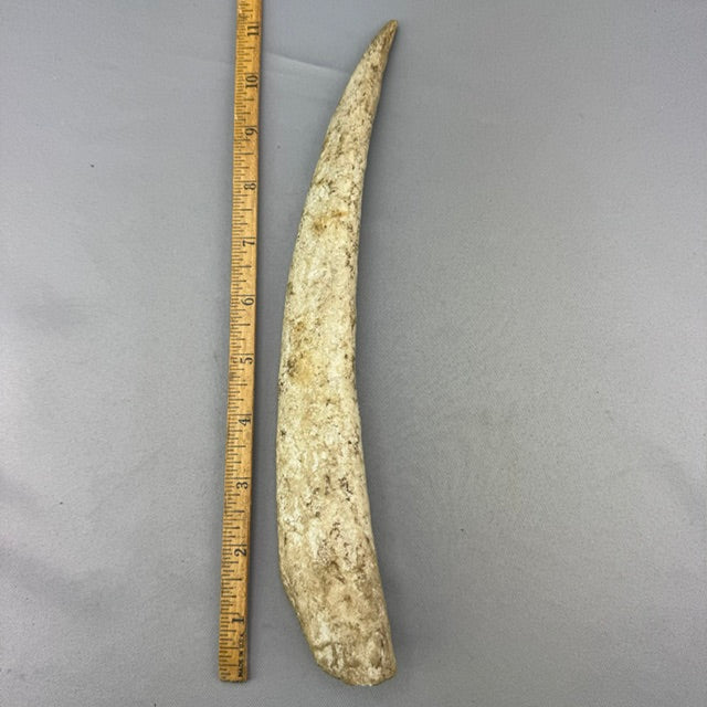 Fossil Walrus Beached Washed Young Adult Ivory Tusk (01)
