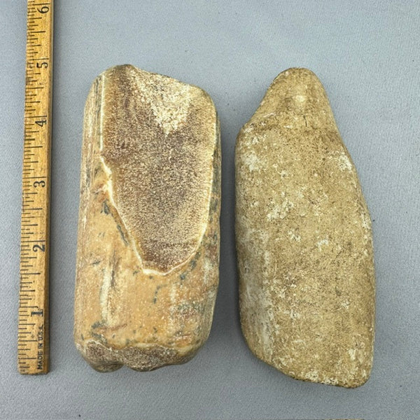 Fossil Walrus Beached Washed Ivory -Lot  12 