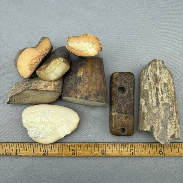  Fossil Walrus Ivory Lot 27 