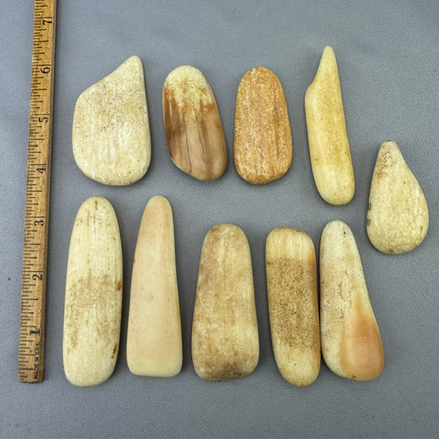 Fossil Walrus Beached Washed Ivory Lot 5