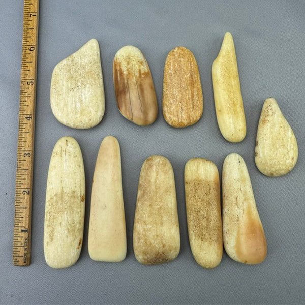 Fossil Walrus Beached Washed Ivory Lot 5
