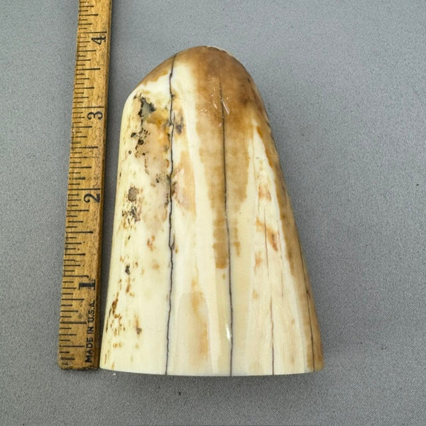 Fossil Walrus Ivory Tusk Tip 32
