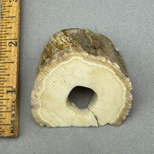 Narwhal Ivory Unpolished Tusk Section 13
