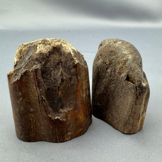 Fossil Walrus Ivory Tusk Tips Lot 42