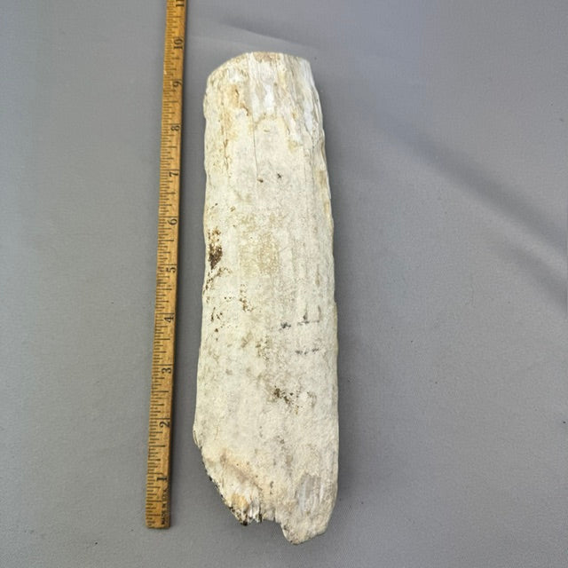 Fossil Walrus Beached Washed Ivory Tusk Section (36)
