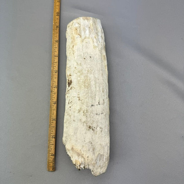 Fossil Walrus Beached Washed Ivory Tusk Section (36)