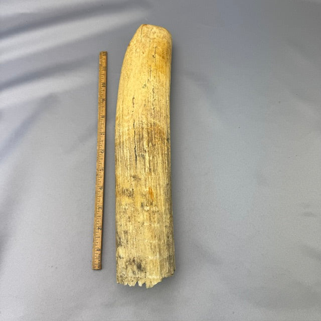 Fossil Walrus Ivory Tusk Piece 09 