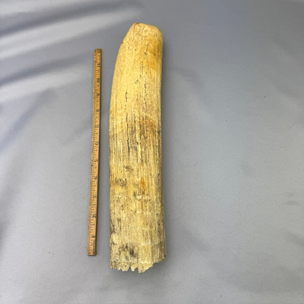 Fossil Walrus Ivory Tusk Piece 09 