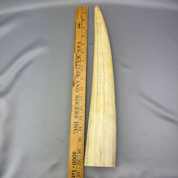 Pre 1972 White Walrus Tusk - 05