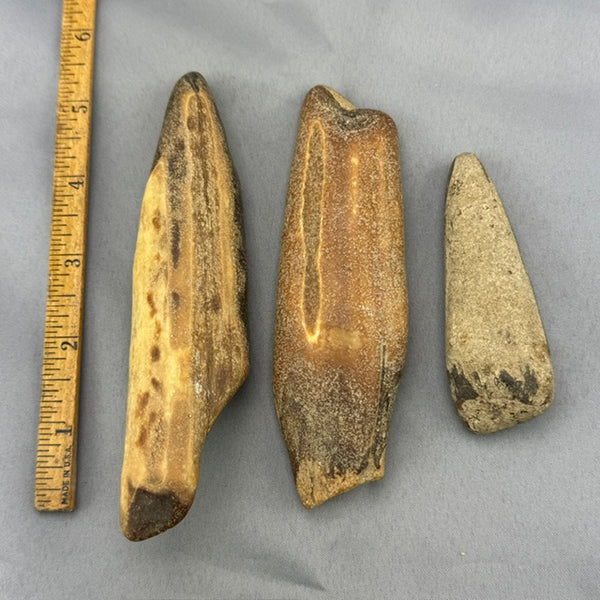 Beach Tumbled Fossil Walrus Ivory Tusk Tips - Lot 01