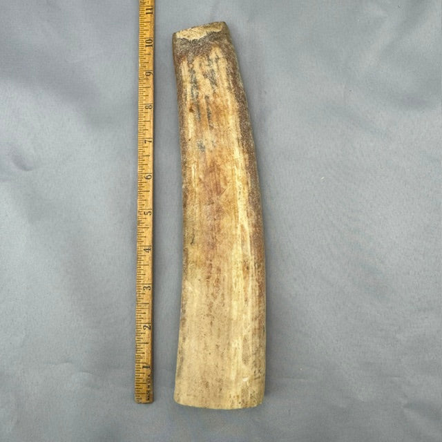 "Fossil" Beach Washed Walrus Tusk - 16 