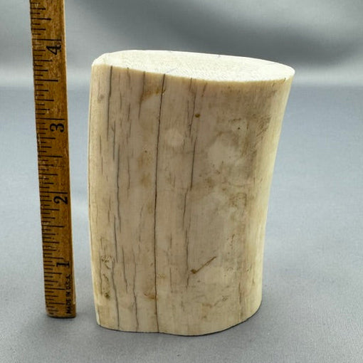 Pre 1972 White Walrus Tusk Section 07