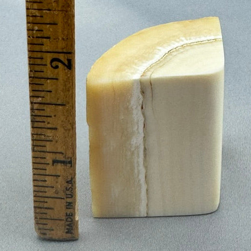 Narwhal Ivory Tusk Section Wedge 22