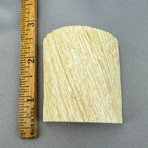 Narwhal Ivory Polished Half Section - 11