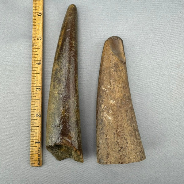 Fossil Walrus Ivory Tusk Tips Lot 42