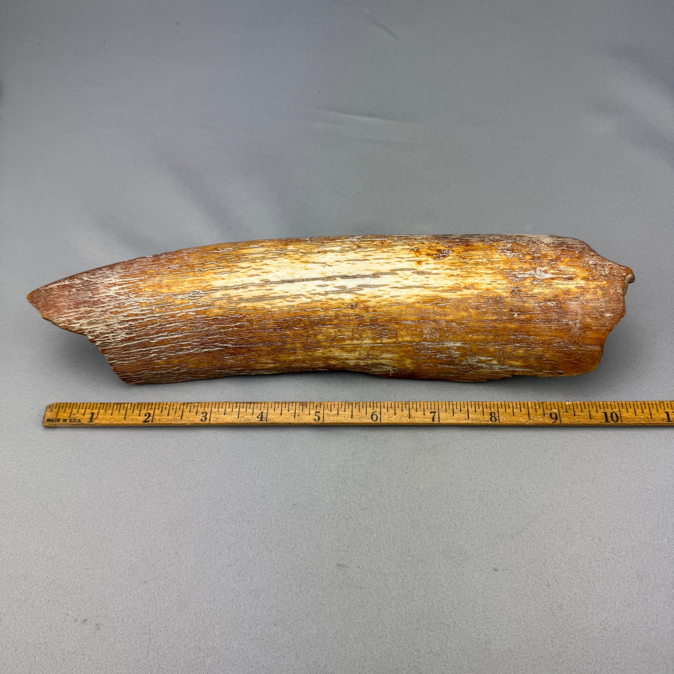 Mammoth Tusk Ivory Bark Layer D