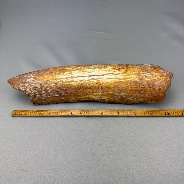 Mammoth Tusk Ivory Bark Layer D