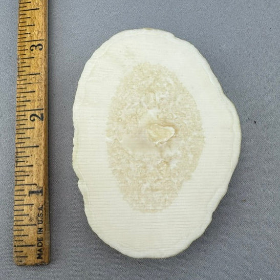 White Walrus Ivory Cross Cut 16 