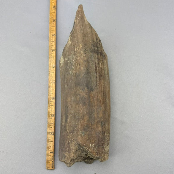 Fossil Walrus Tusk Section 54