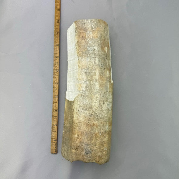 Fossil Walrus Tusk Ivory Section (36) 