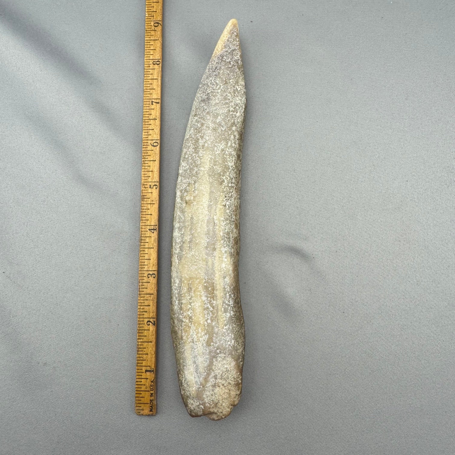 Fossil Walrus Beached Washed Ivory Tusk (02) 