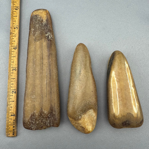 Fossil Walrus Beached Washed Ivory Lot 5 