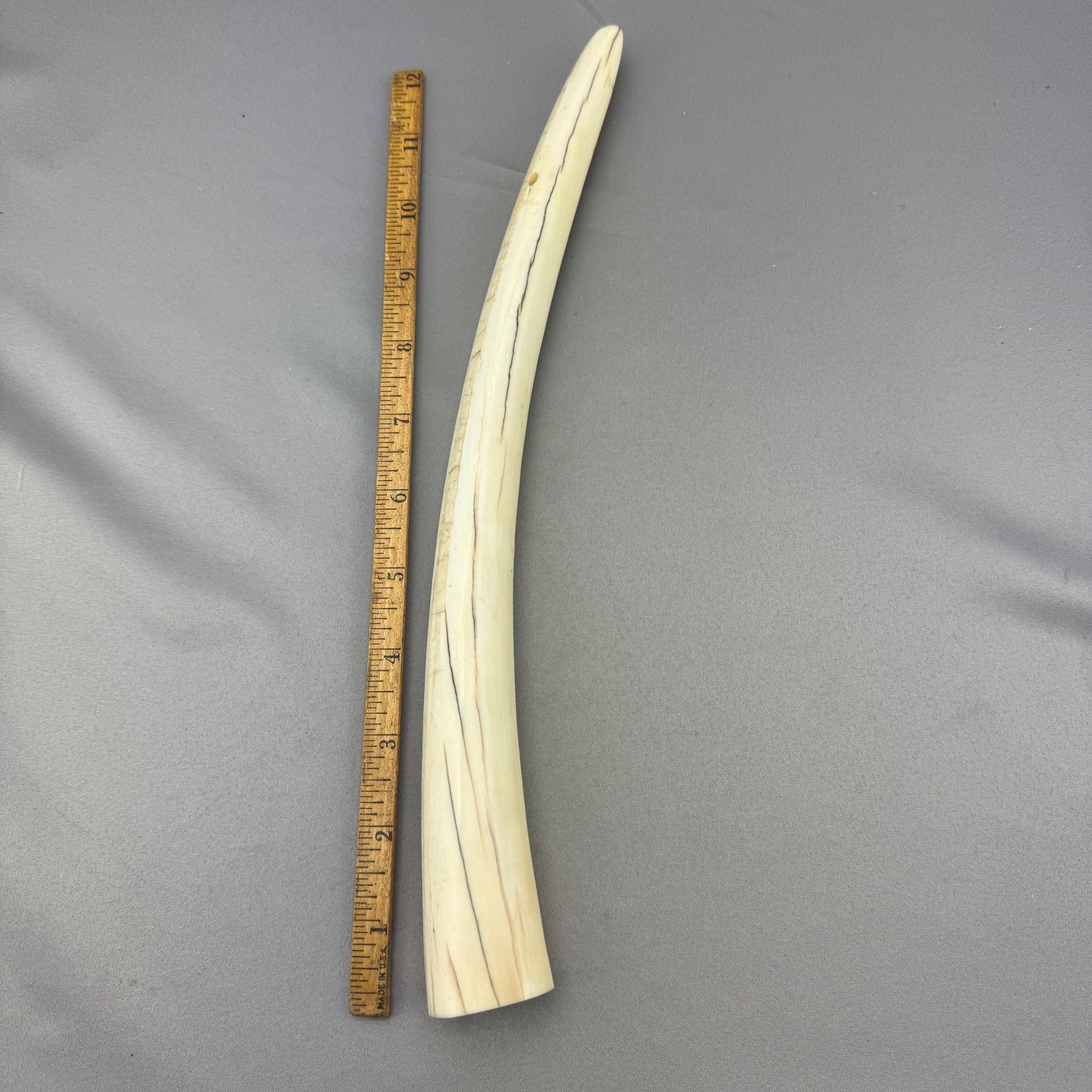 Pre 1972 White Walrus Partial Tusk -02 