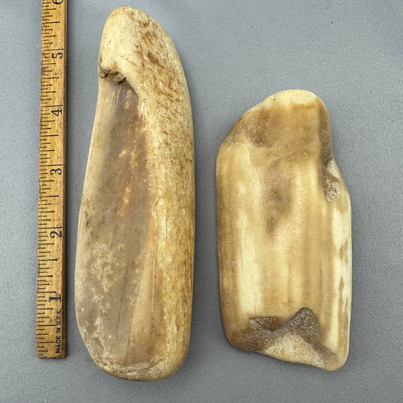 Fossil Walrus Beached Washed Ivory -Lot  12