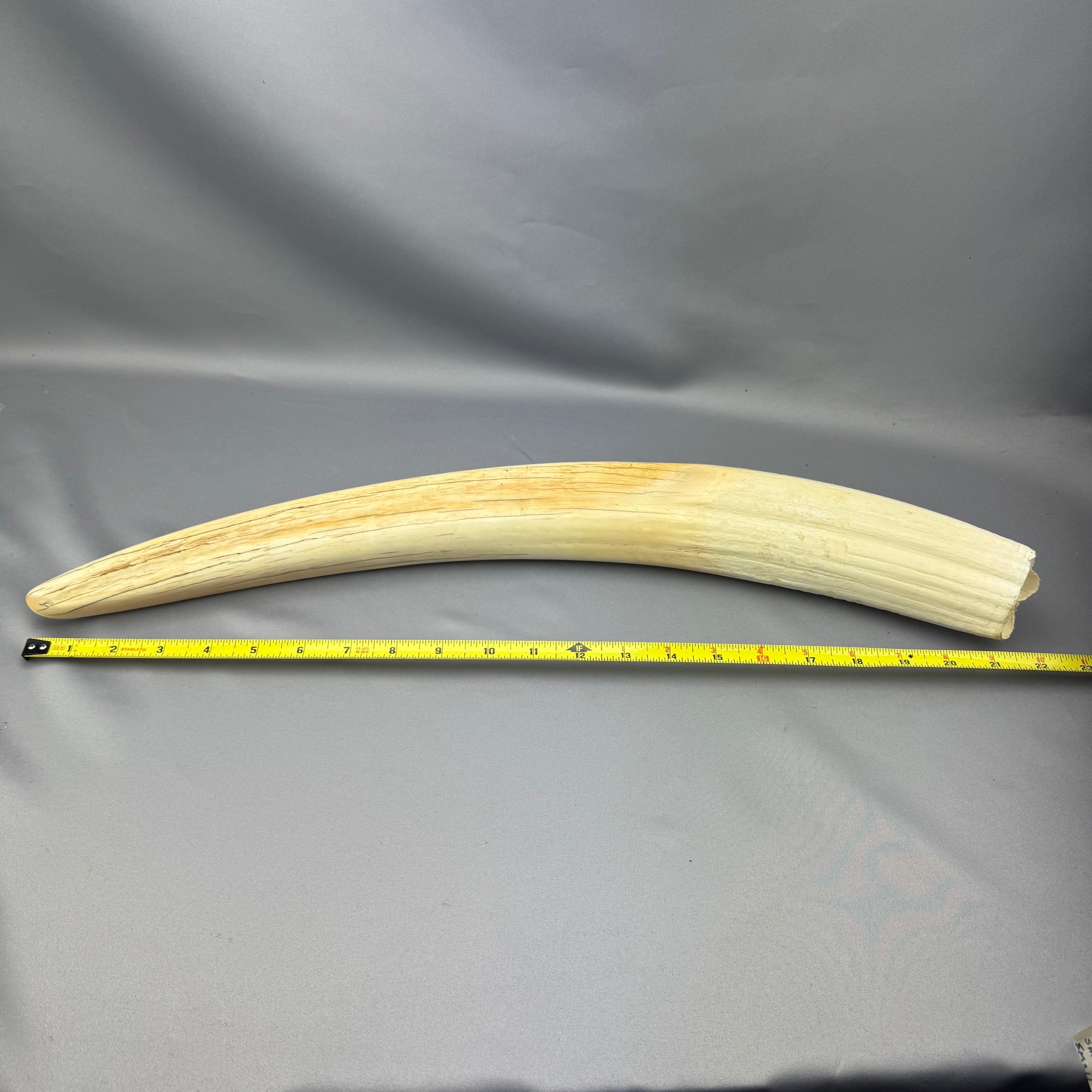Pre 1972 White Walrus Tusk - 03 
