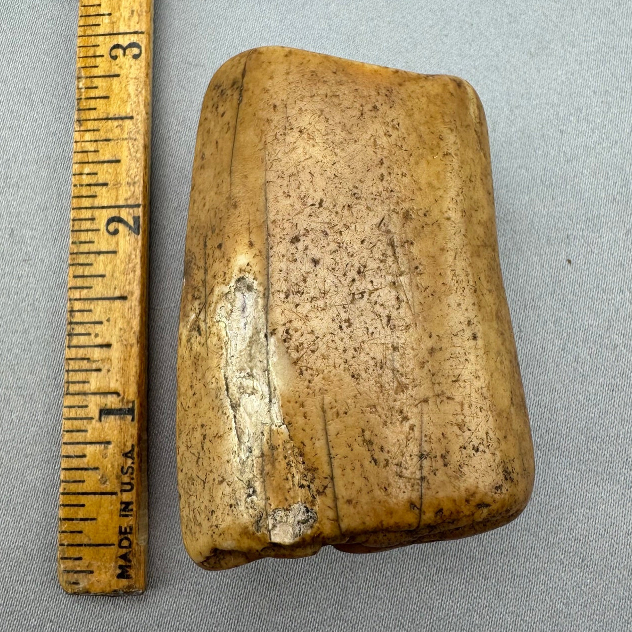 Fossil Walrus Artifact Piece 60