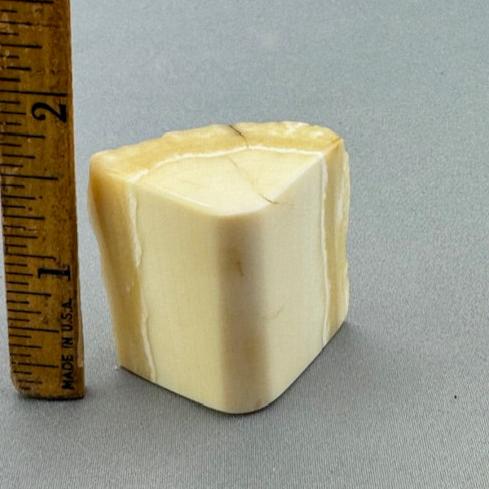 Narwhal Ivory Polished Tusk Section 13