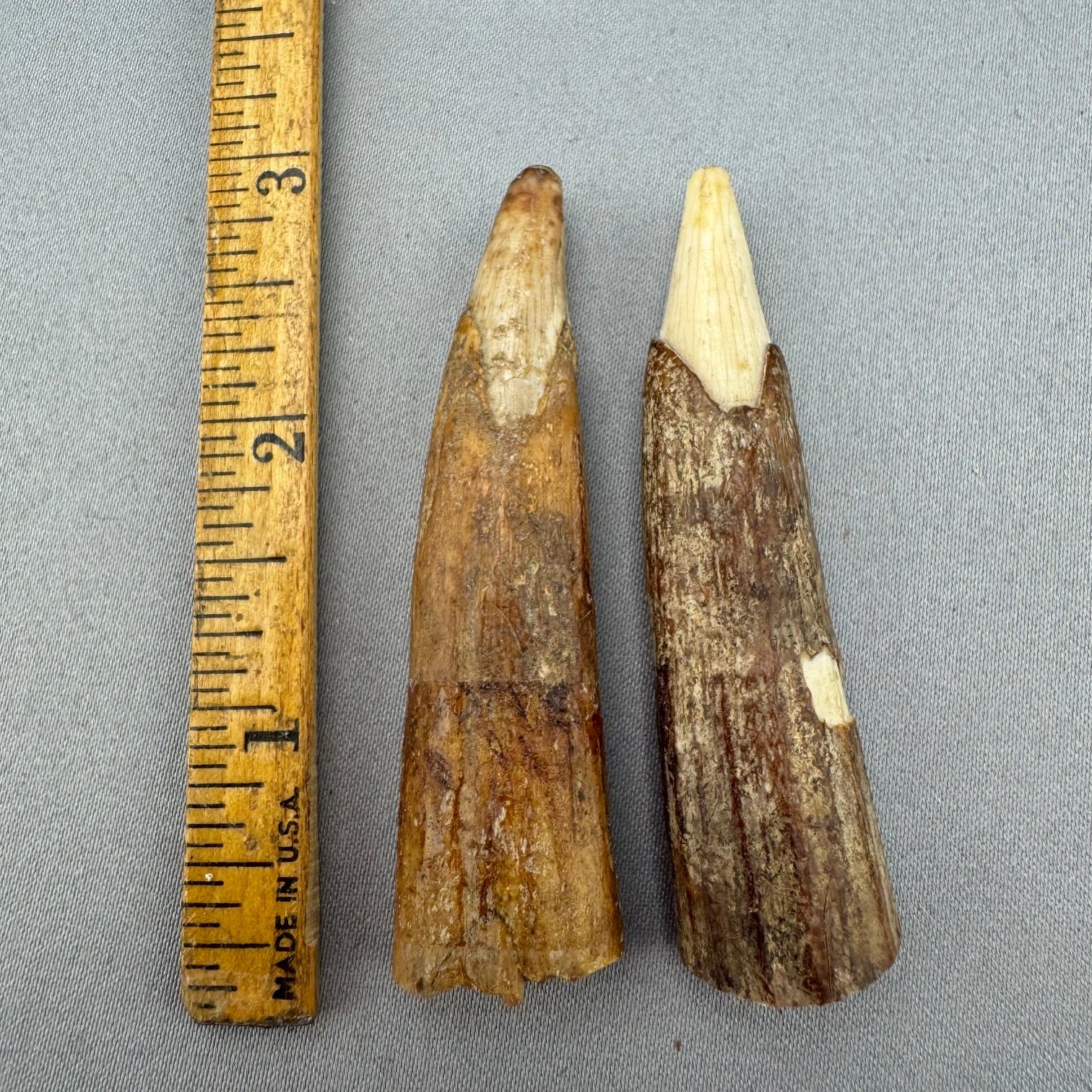 Fossil Walrus Juvenile Tusk Pair - 37