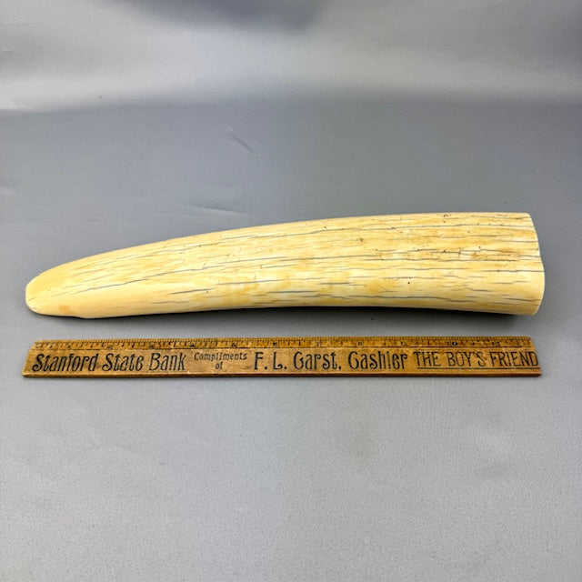 WWT-1 Vintage pre 1972 Walrus Tusk Tip End NEW!