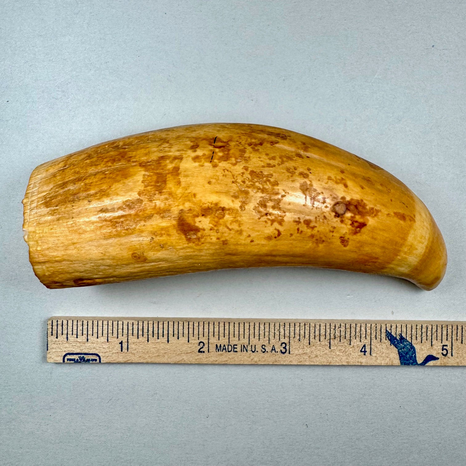 Antique Sperm Whale Tooth pre 1972 B1 NEW!