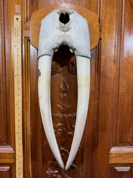 Vintage Walrus Mask 4 NEW LISTING!
