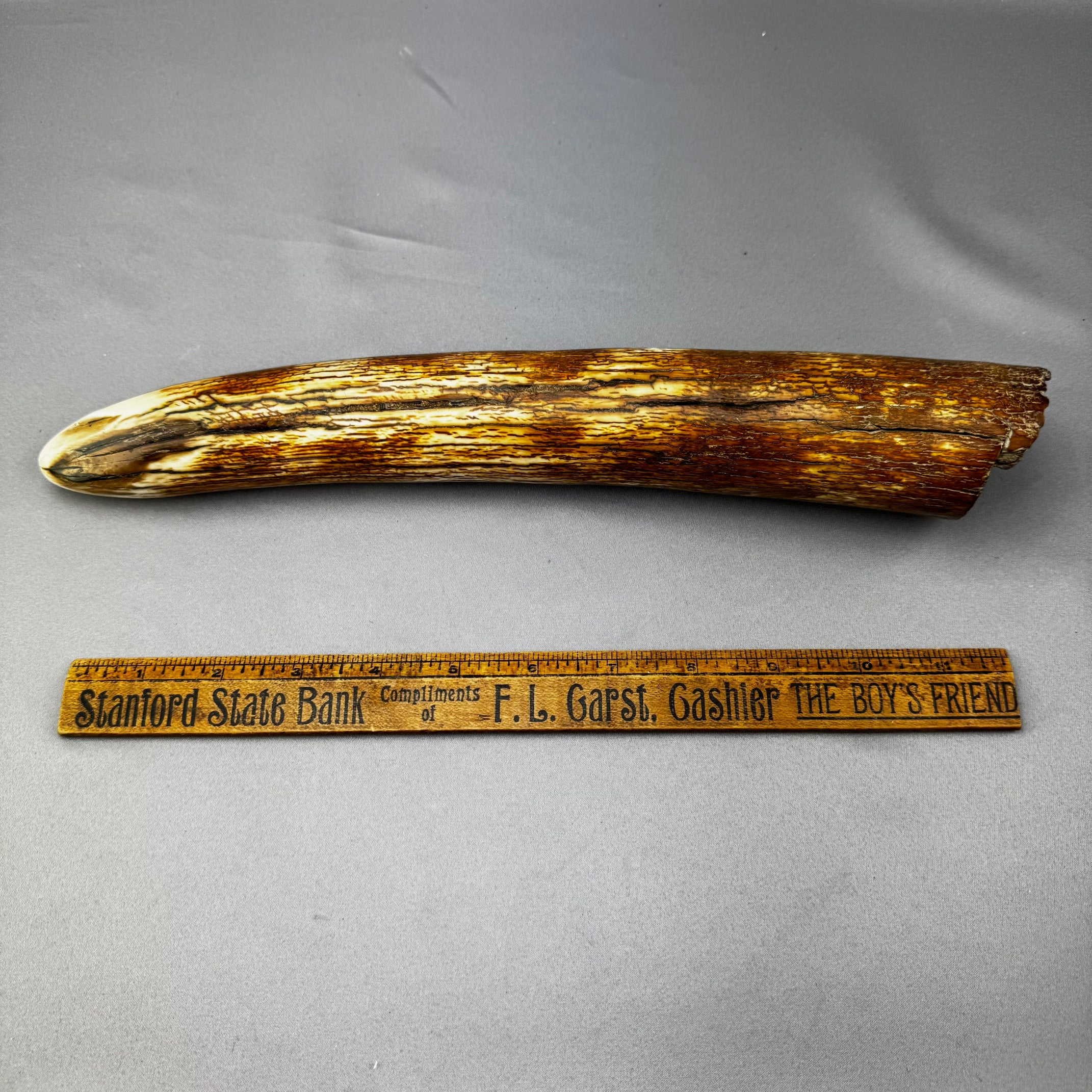 Mammoth Tusk Tip-1