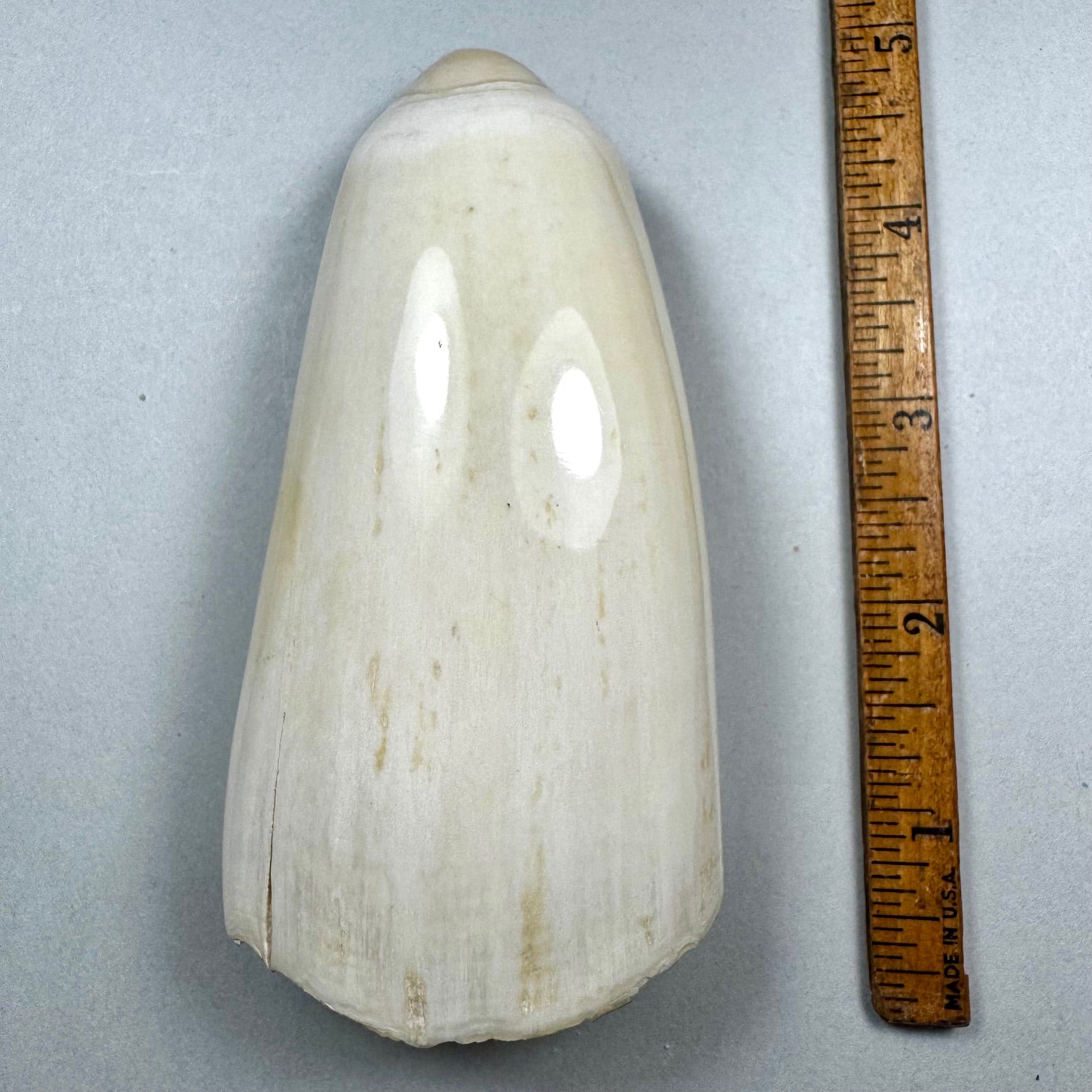 Pre 1972 Washington Legal Sperm Whale Tooth -1 NEW!