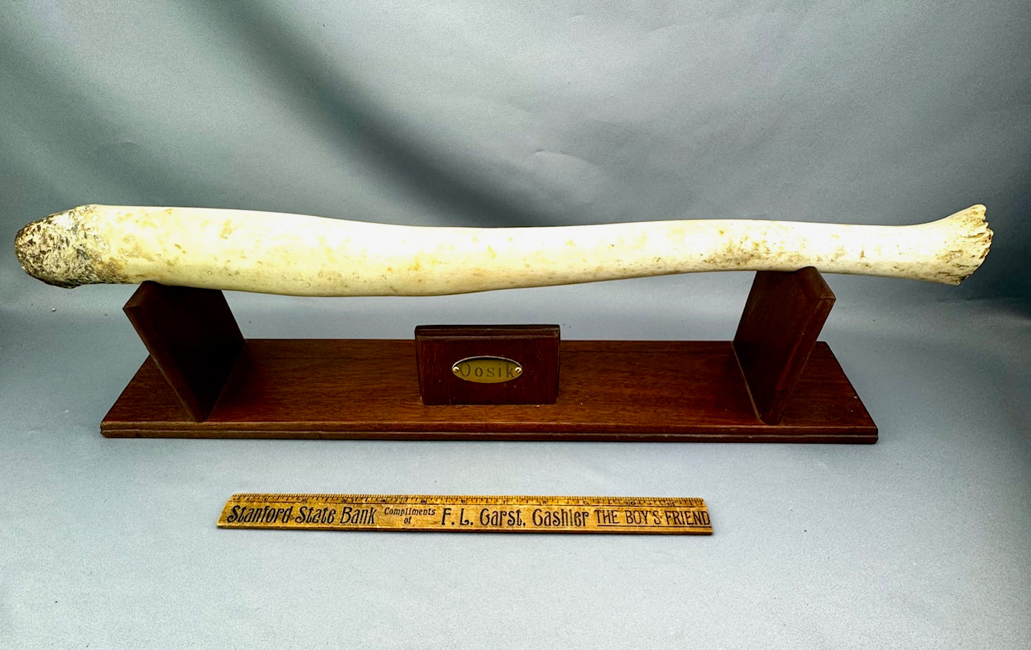 Walrus Oosik Penile Bone-Huge- SOLD 4.8.26
