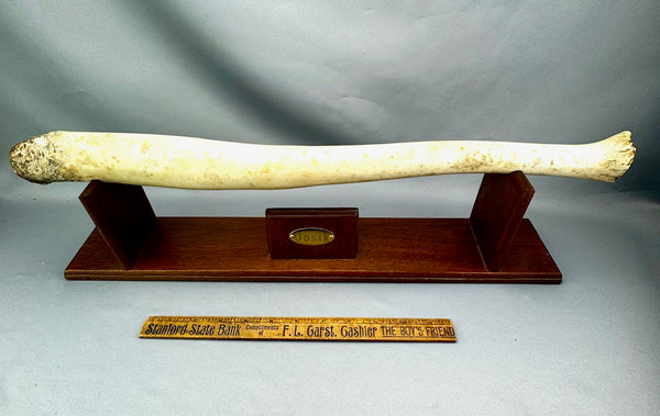 Walrus Oosik Penile Bone-Huge-NEW!