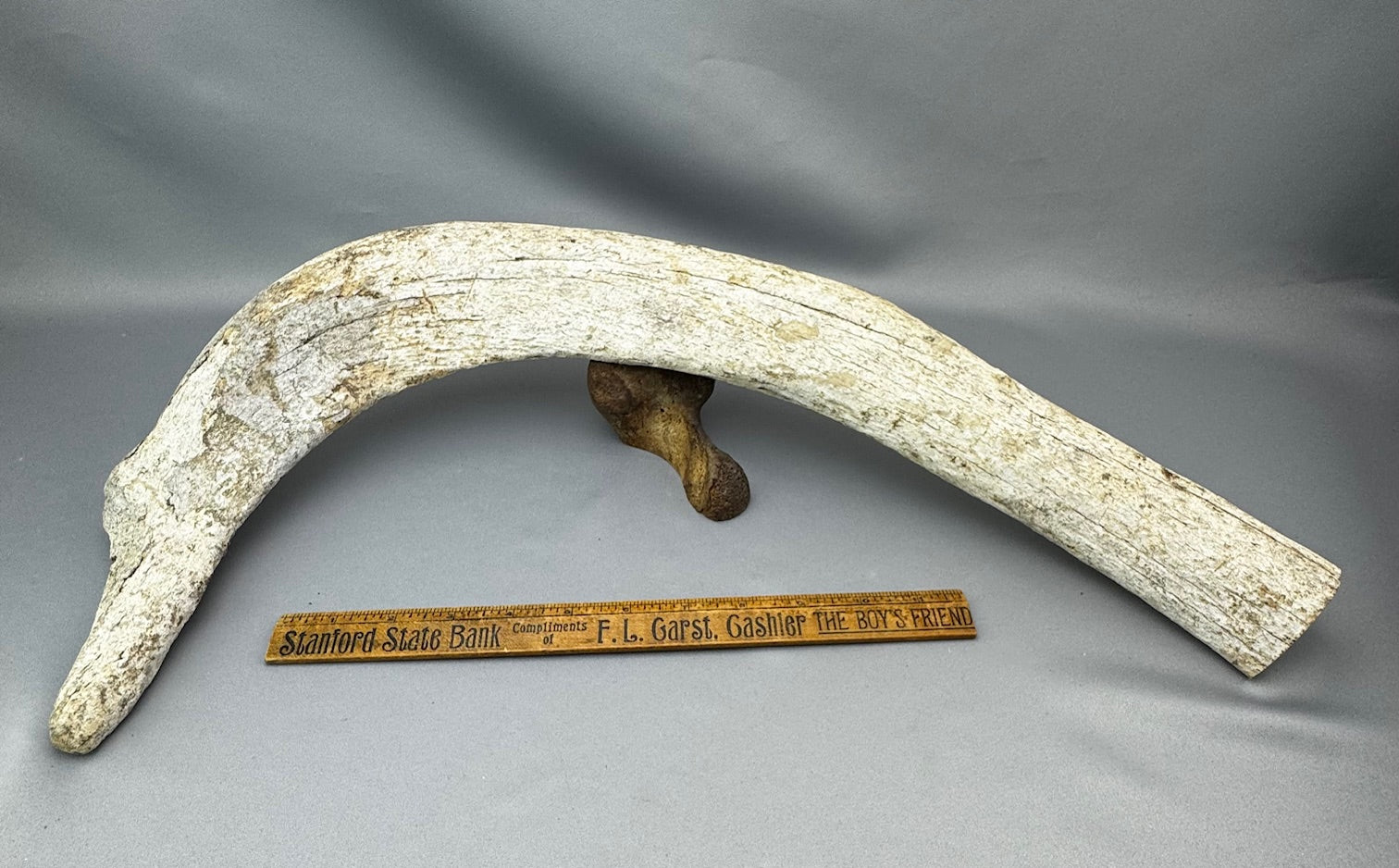 Stellers Sea Cow Rib Bone 1 NEW! - Sold 3.17.26