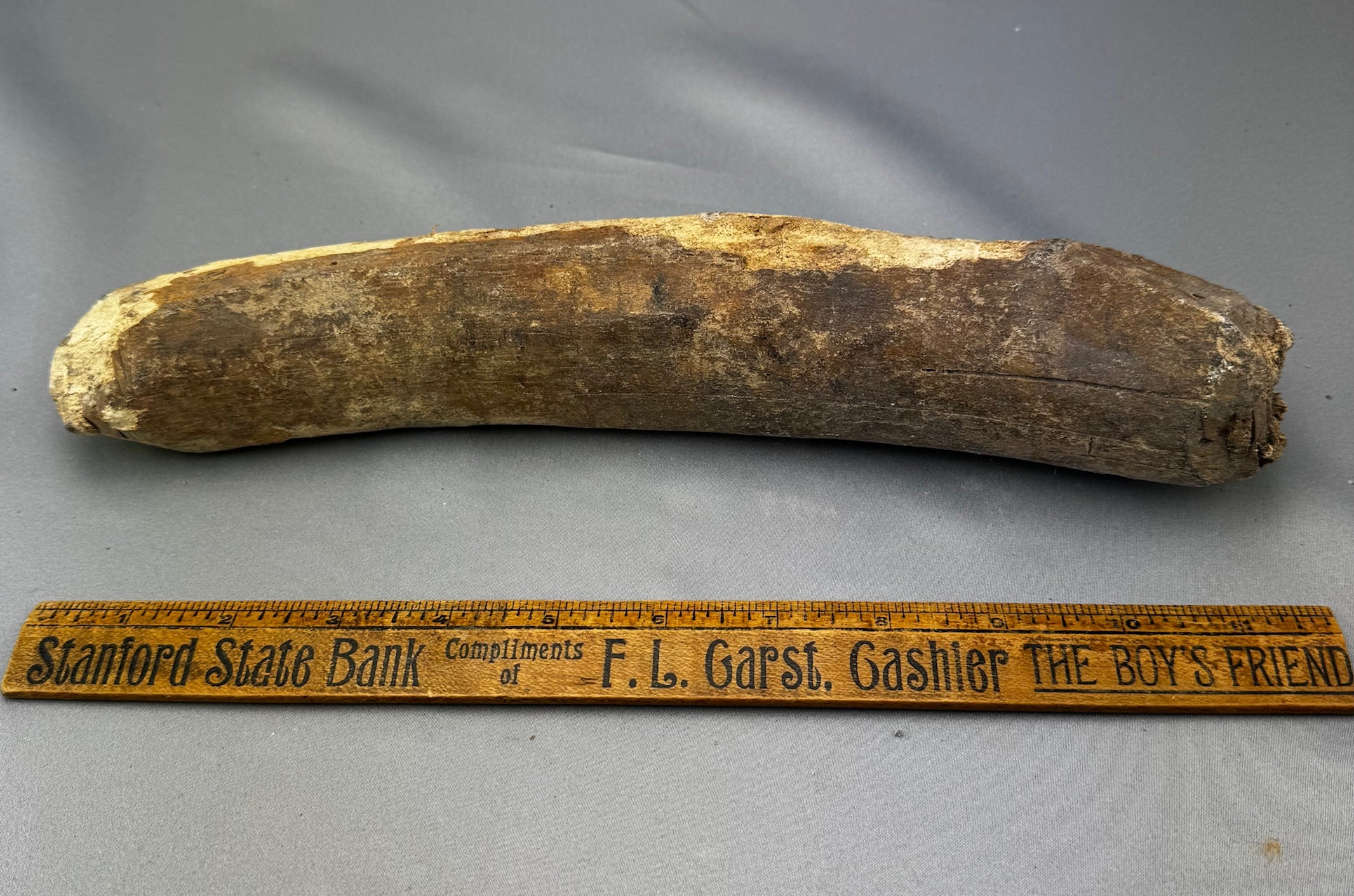 Extinct Steller's Sea Cow Rib Bone 06 NEW! - Sold 3.16.26