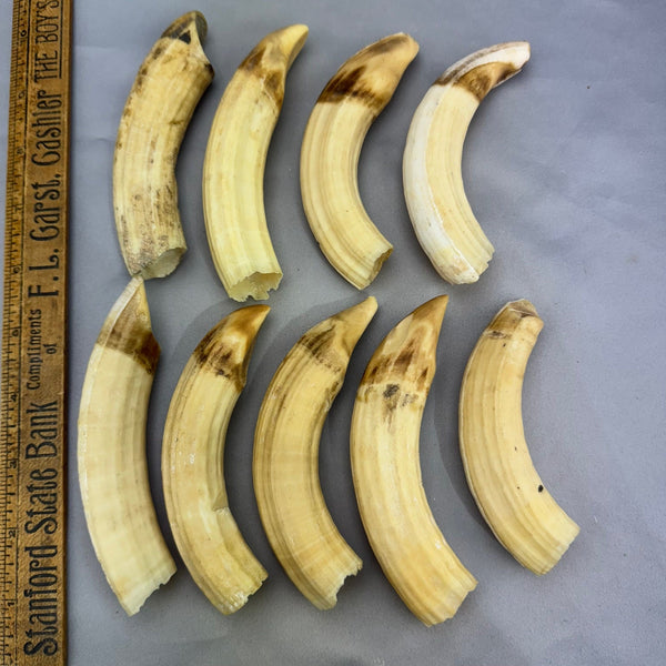 Hippo Ivory Peg Tusk (F) (We pick)