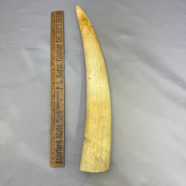 Juvenile White Walrus Tusk  02 