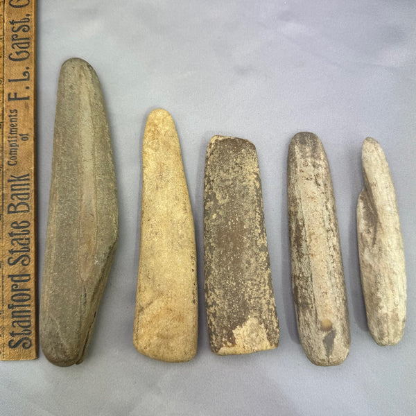 Fossil Walrus Tips Beach Washed Ivory Lot 50