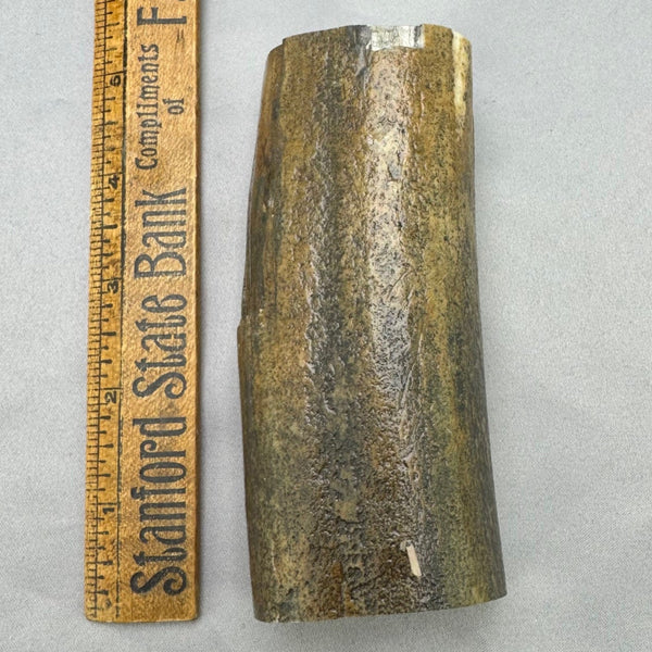 Fossil Walrus Tusk Section 07