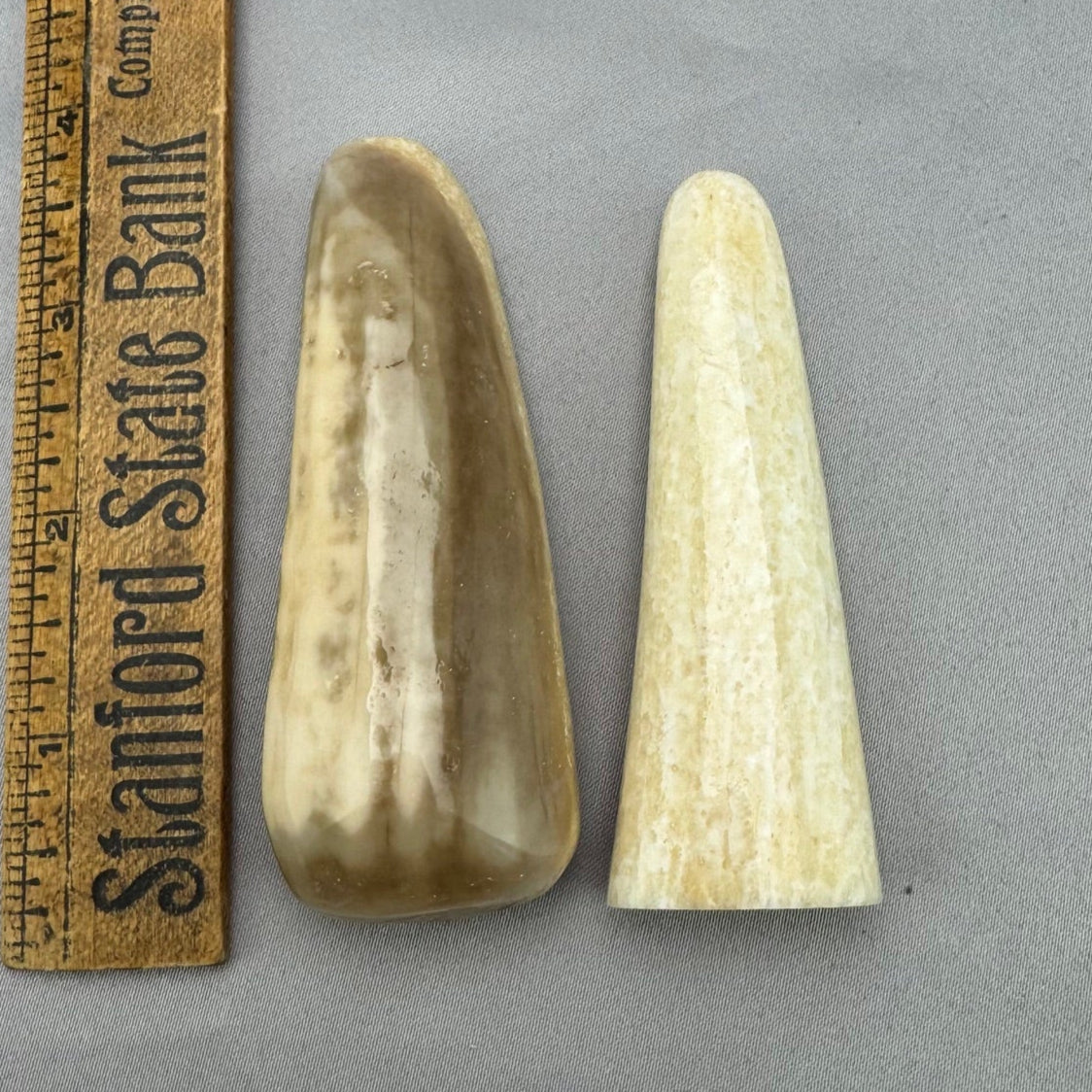  Walrus Ivory Tusk Tips 34