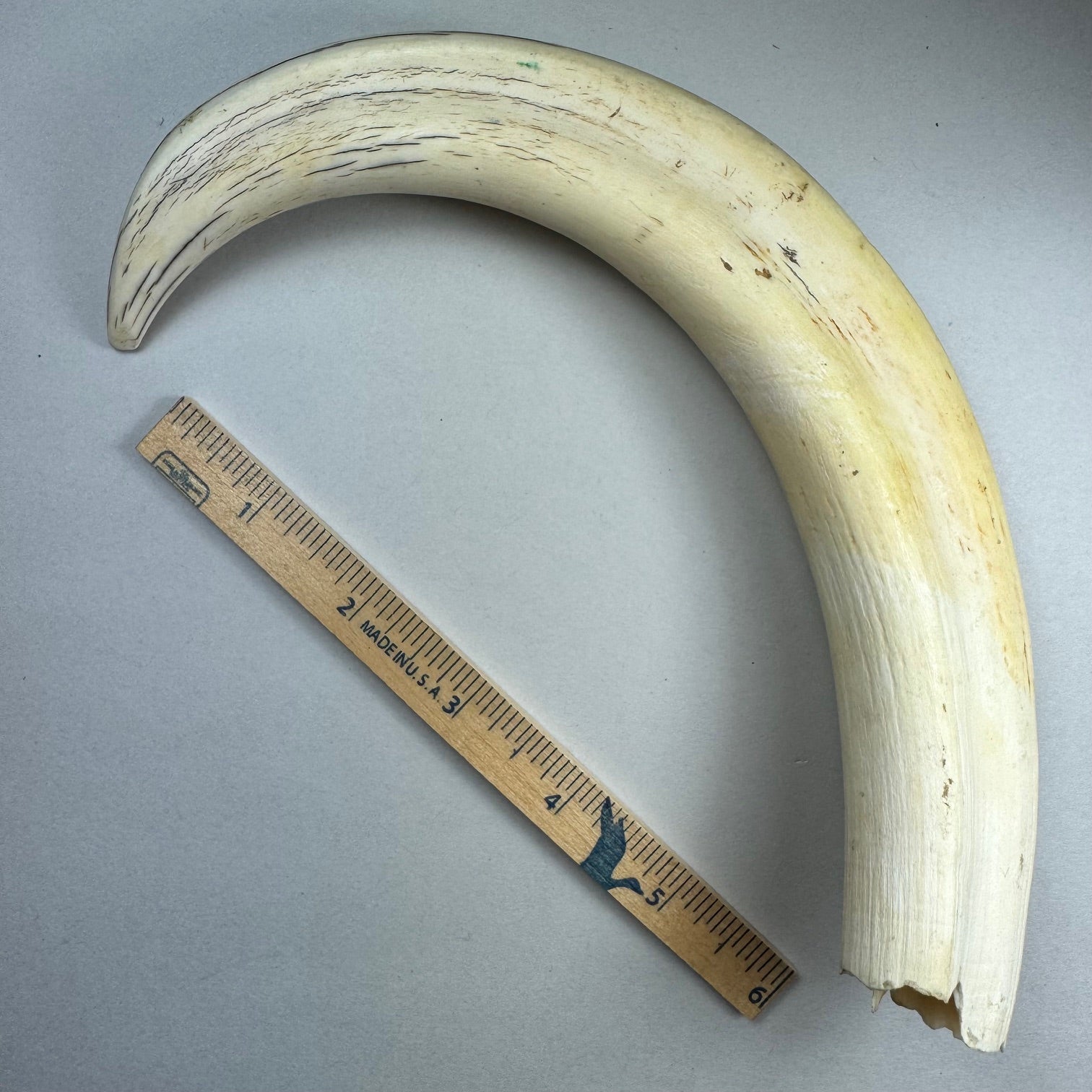 Spectacular Jumbo Warthog Tusk 2 - Sold 3.14.25