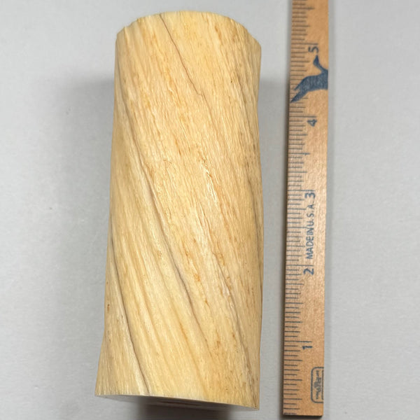 Pre 1972 Narwhal Ivory Tusk Section 8-NEW!