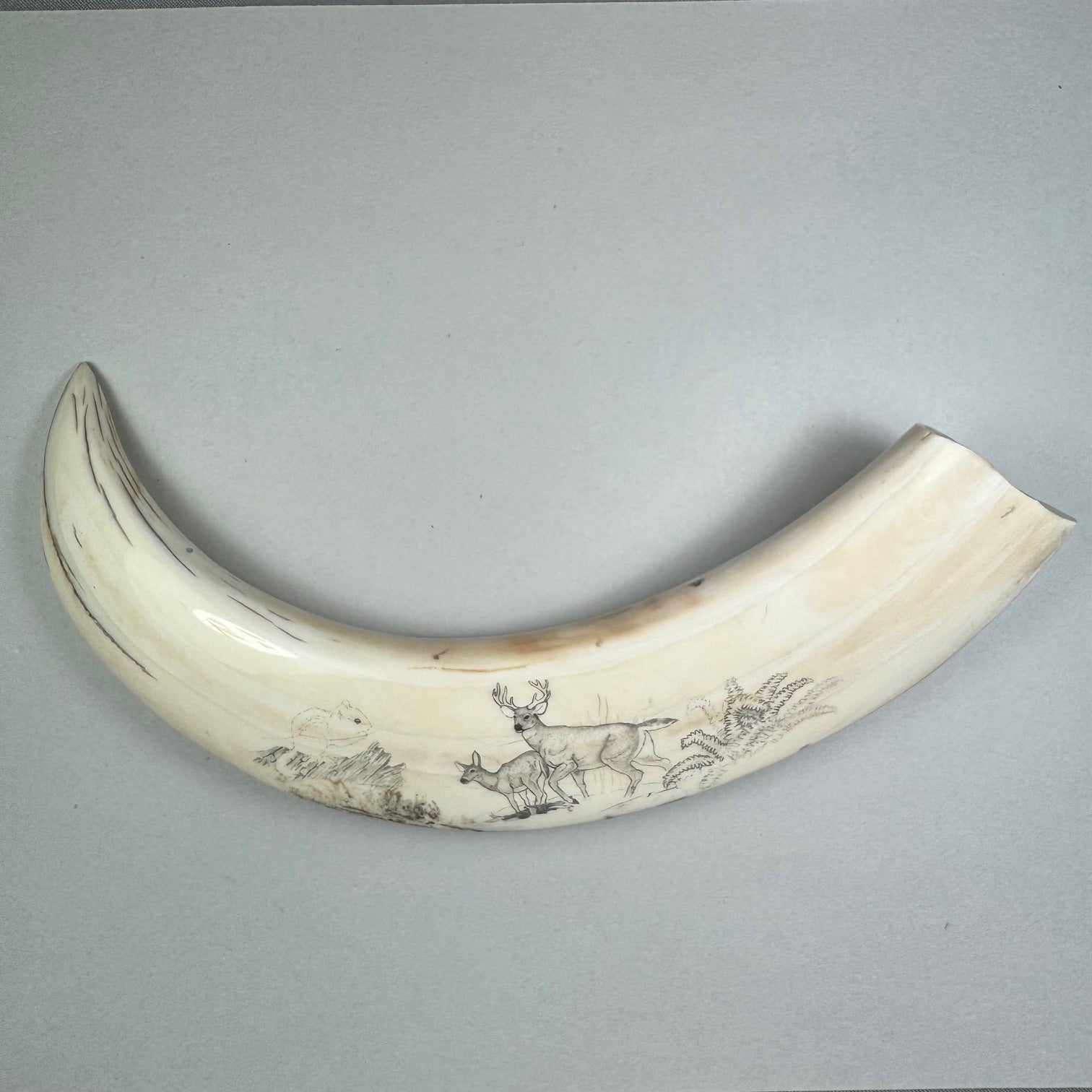 Large Wart Hog Tusk with Scrimshaw - Sold 4.20.25